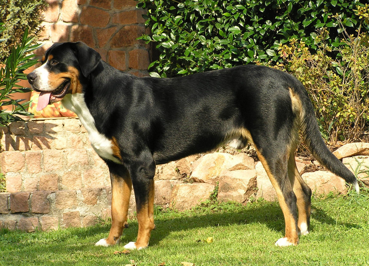 Greater Swiss Mountain Dog